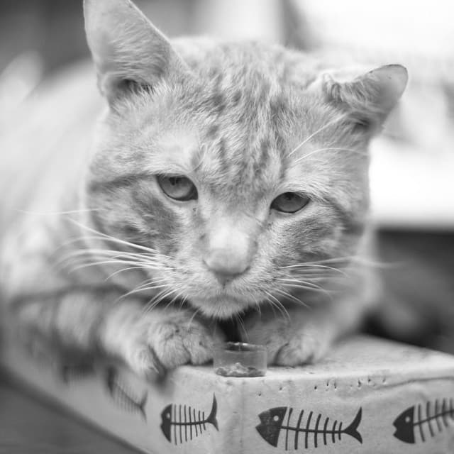 you were saying? #cats #cat #ginger #gingerdoingthings