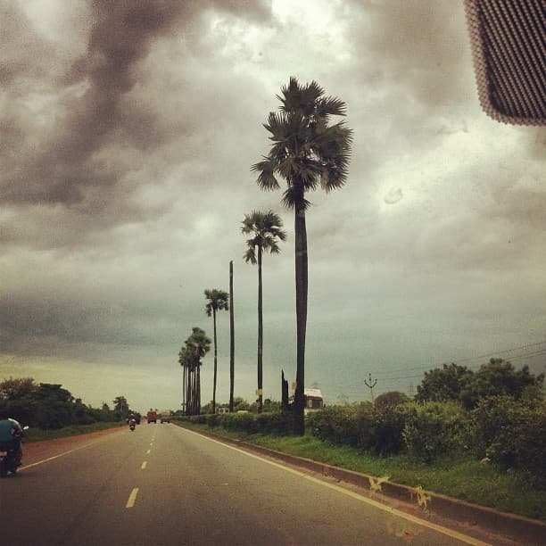 Have you ever seen palm trees on the highway divider?