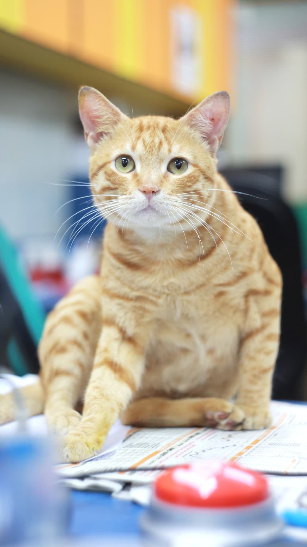 Go home, cat, you are drunk.