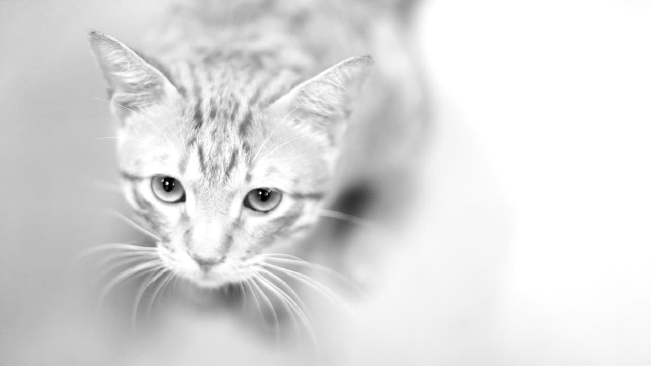 Ginger Tales. Some of the photographs have been shot by colleagues in office.