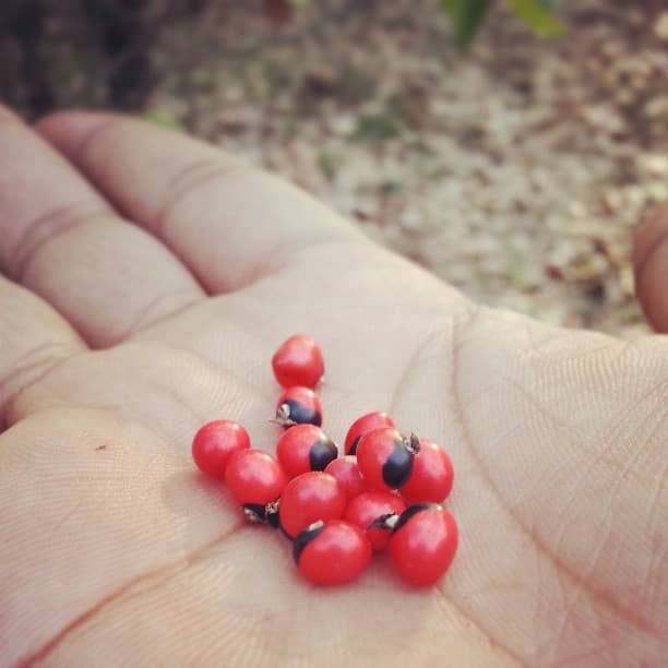 the black ass seeds