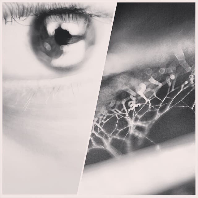 When bored of sleeping, eating, watching, working & getting bored reverse lens the primes and shoot.