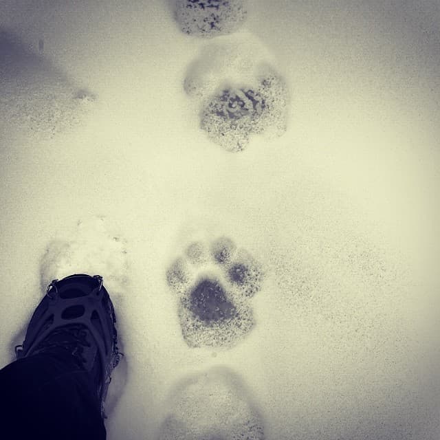 To put a snow leopards pug marks in perspective.