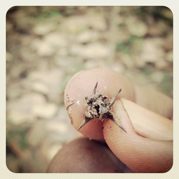 one bitchy type of thorns.