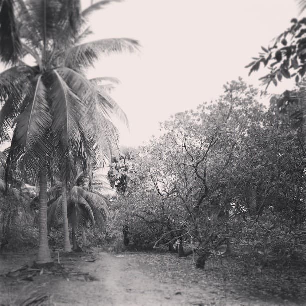 at KVCR Cashew Greens