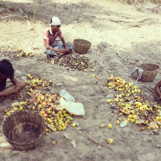 step 2: separate the fruit from the nut.